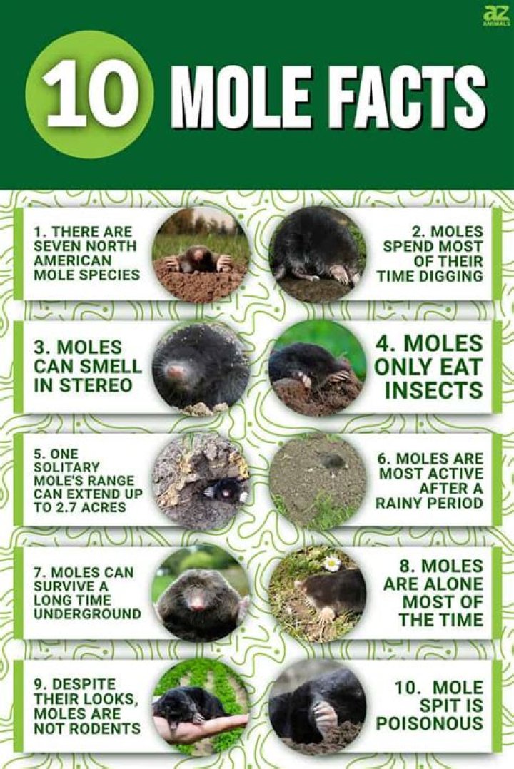 40 Fascinating Images That Explain All About Mole Day