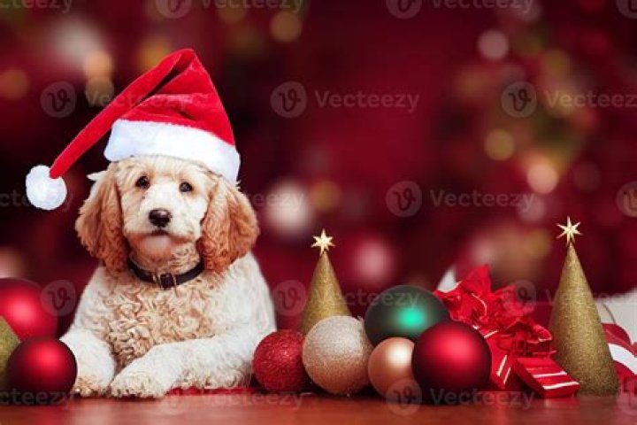 Adorable Goldendoodle Christmas Photos: Capture The Holiday Spirit