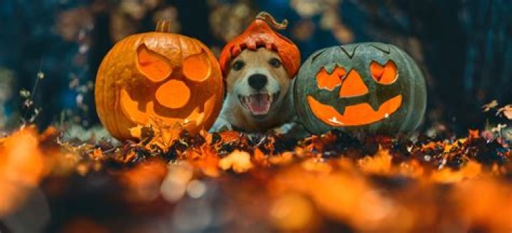 Adorable Pet Halloween Images To Spook Up Your Holiday