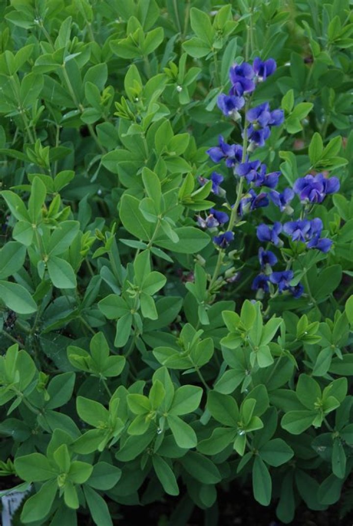 Baptisia Sunny Morning: The Perfect Addition To Your Garden