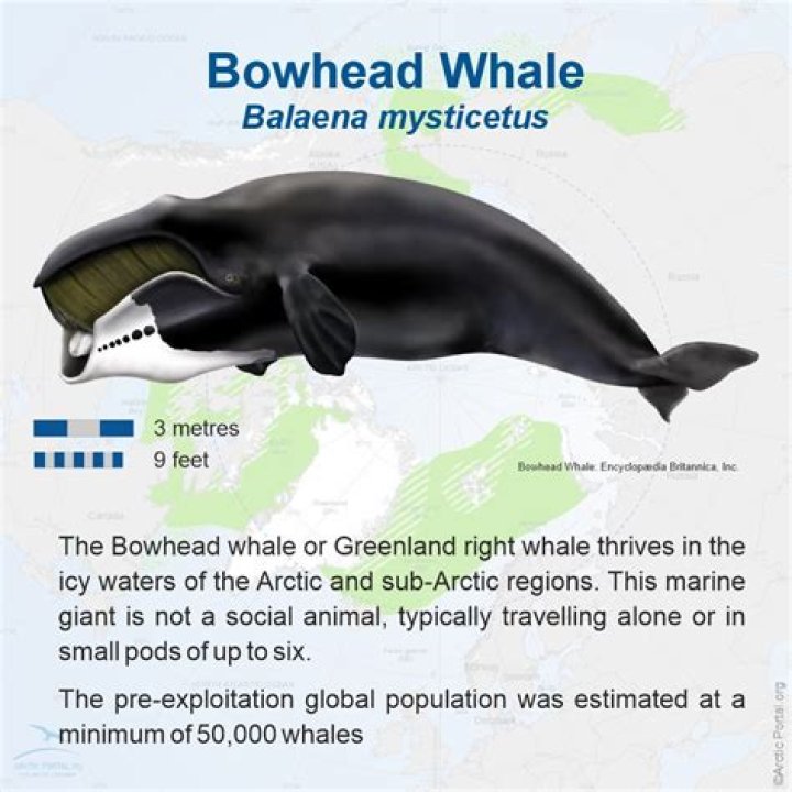 Bowhead Whales: A Comprehensive Guide To Artistic Depictions