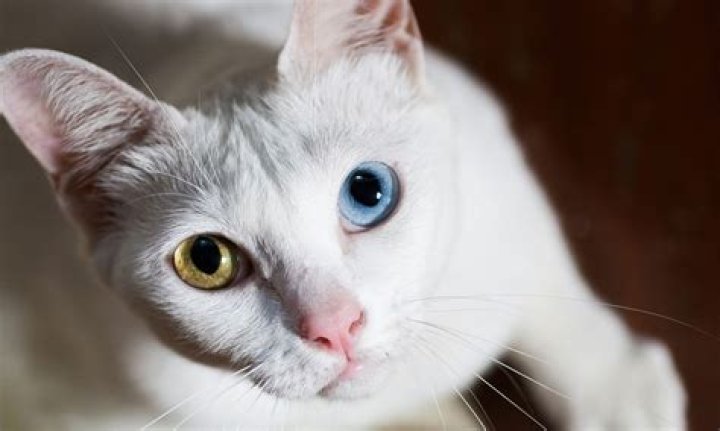 Discover The Captivating Allure Of Blue-Eyed Kittens: A Comprehensive Guide