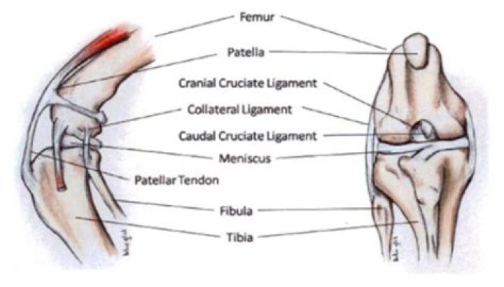 Discover The Intricacies Of Canine Joint Anatomy