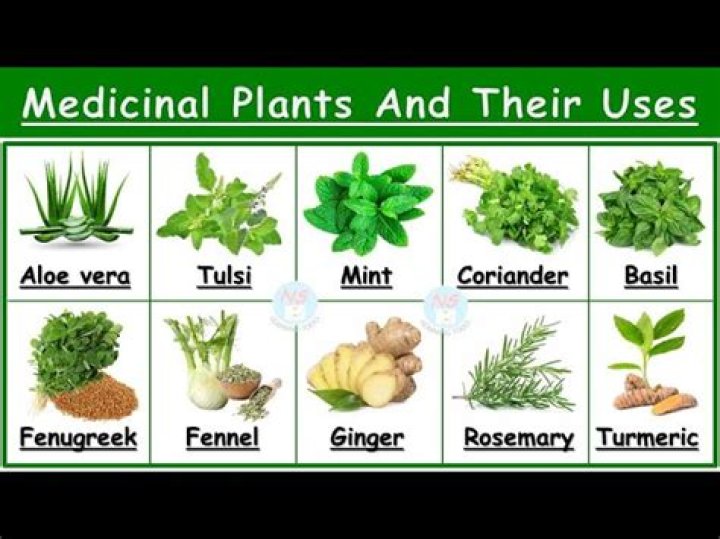 Discover The Wonders Of Pinnella: A Medicinal Herb With Surprising Benefits