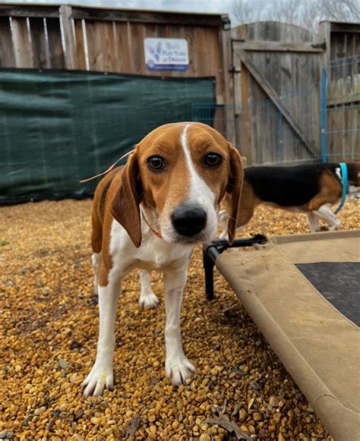 Find Your Furry Friend: Beagle Rescue In Wyoming