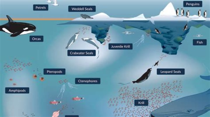 Joseph Derocher: Prolific Scientist In Polar Ecology