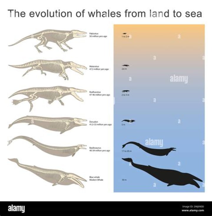 Meet Protungulatum Donnae: The Ancient Relative Of Whales And Hippos
