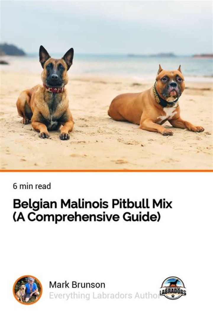 Pitbull MD: Comprehensive Guide To The Pit Bull Breed For Maryland Residents