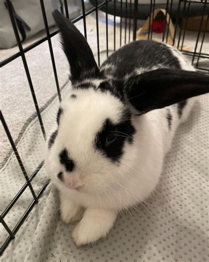 Sidney Ohio Bunny Adoptions: Find Your Furry Friend Today!