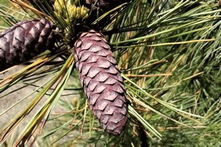 Stunning Decorative Cones: A Touch Of Nature For Your Home