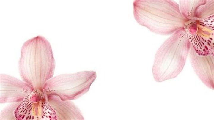 Stunning Pink Orchid Wallpaper Patterns And Designs