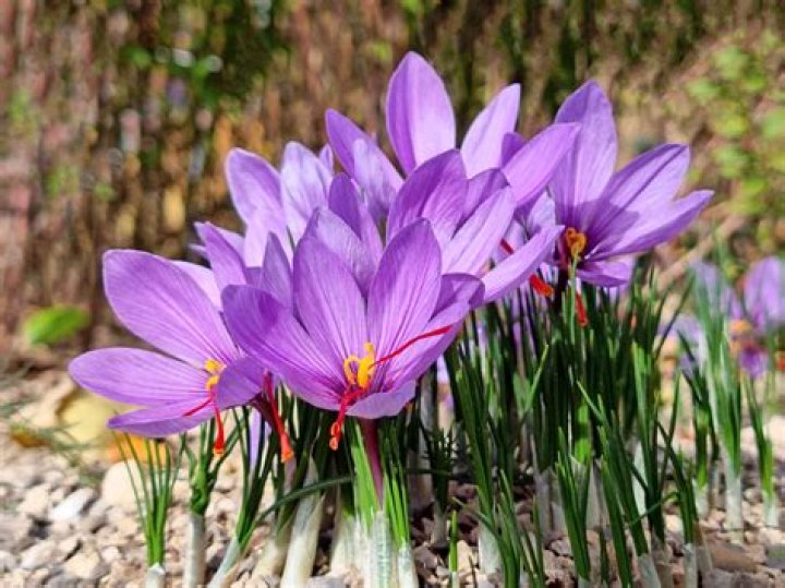 The Enchanting Bloom Of Pink Crocus Flowers