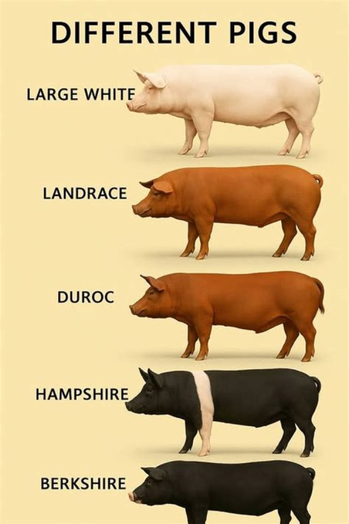 The Ultimate Comparison: Iberian Vs Berkshire Pigs