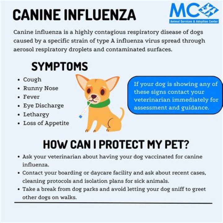 The Ultimate Guide To Bivalent Canine Influenza: Prevention, Symptoms, And Treatment