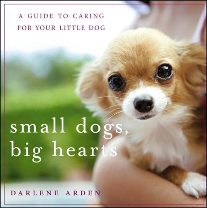 The Ultimate Guide To Caring For Your Beloved Pet Tommy