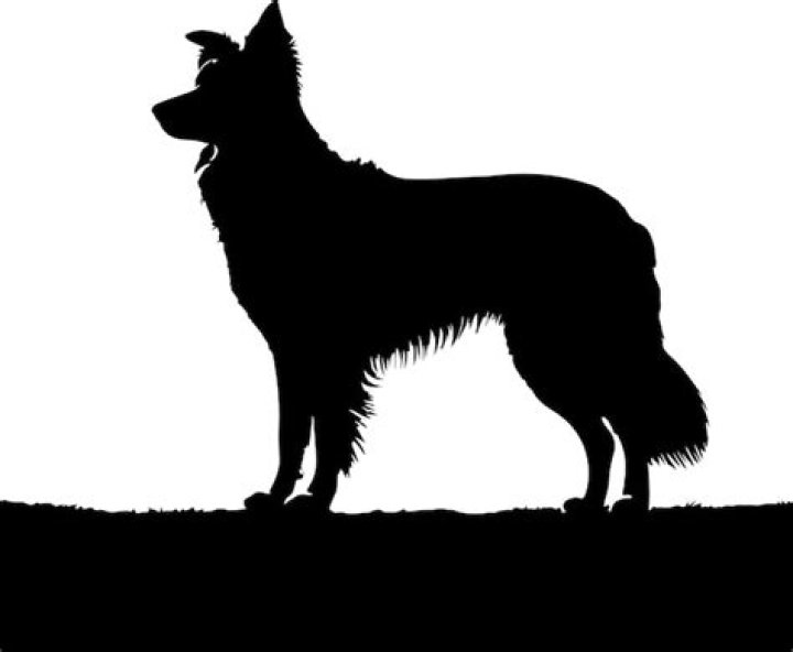 The Ultimate Guide To Collie Silhouettes: Essential Guide For Pet Lovers And Designers
