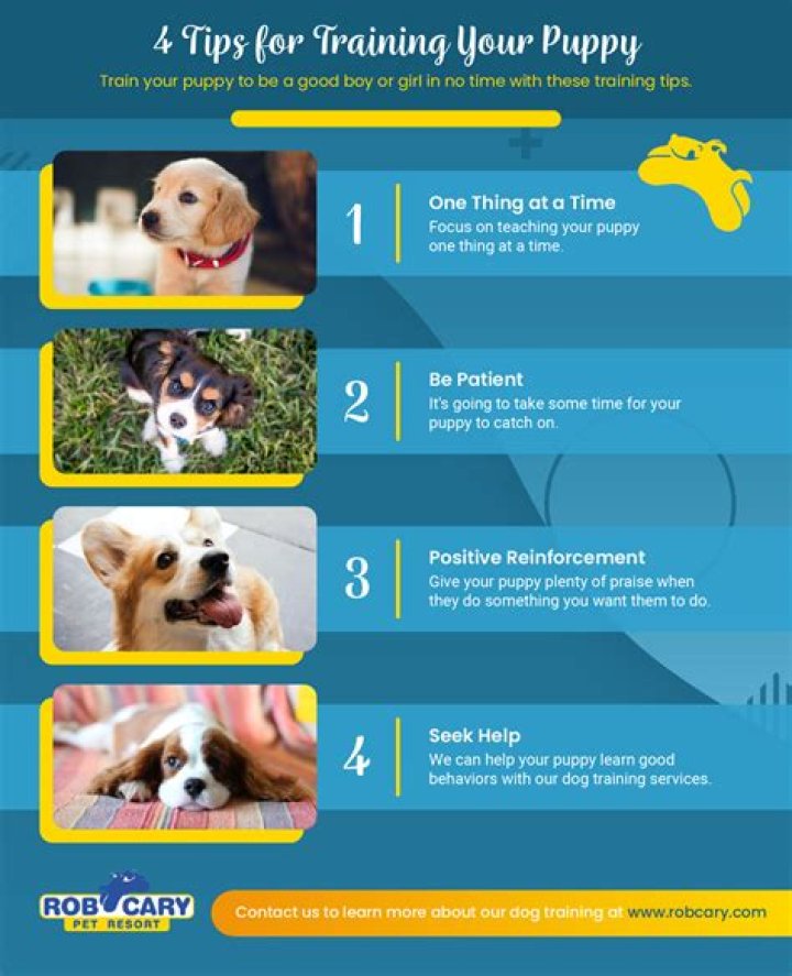 The Ultimate Guide To Pouncing Puppies | Benefits And Training Tips