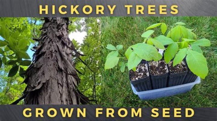 The Winter Guide To Hickory Trees: Everything You Need To Know