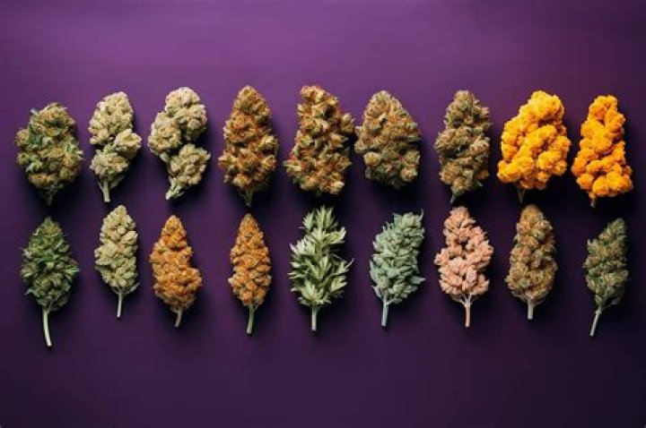 Ultimate Guide To Gooey Strains: Melt Into Cannabis Bliss