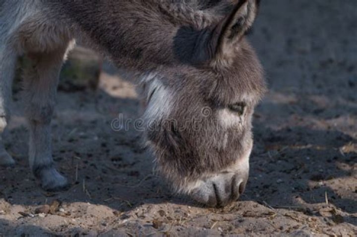 Ultimate Guide: Understanding The Prolific Donkey's Head