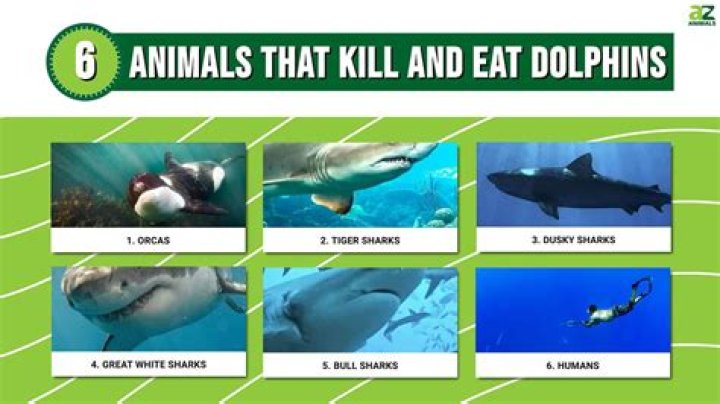 Unmasking The Dangers: Identifying Predators In Your Photos