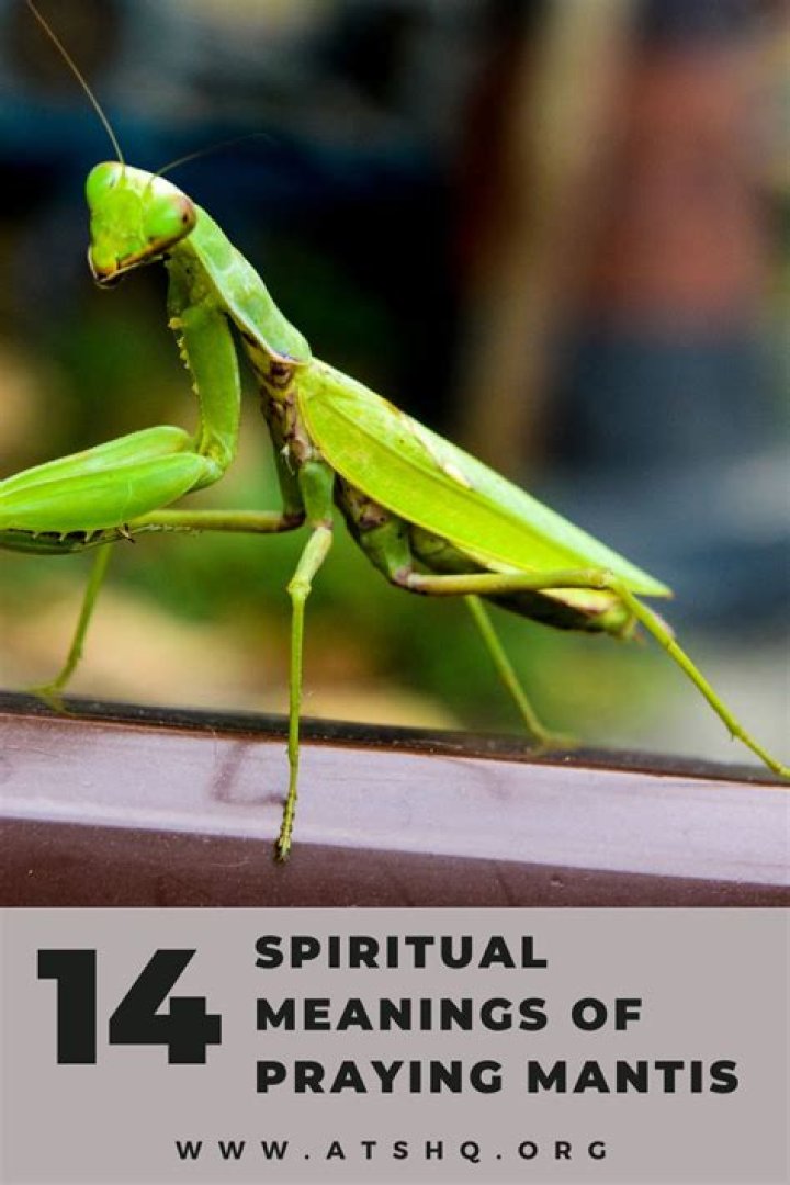 Unveiling The Wonders Of Praying Mantis Wings: A Comprehensive Guide