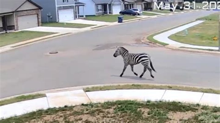 Warning: Pet Zebra's Rampage Leaves Owner In Critical Condition